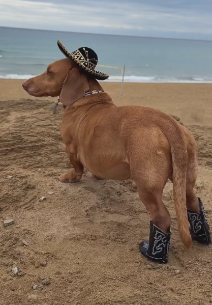 Dog-specific - Cowboy Black Boots