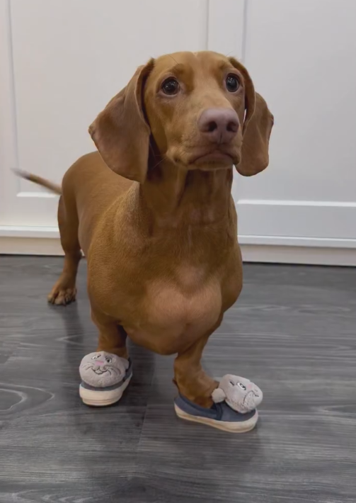 Dog-specific - Cute mouse-themed fleece-lined shoes