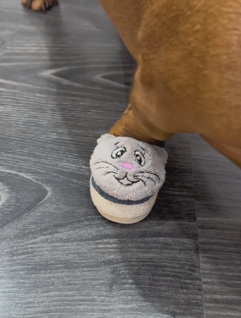 Dog-specific - Cute mouse-themed fleece-lined shoes