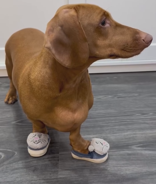 Dog-specific - Cute mouse-themed fleece-lined shoes